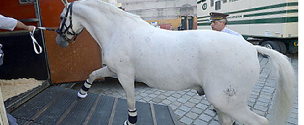 szervuszausztria_lipizzaner.5226089.jpg